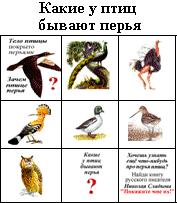 Какие у птиц бывают перья